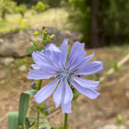 In Our Garden Sardinia 럭셔리텐트 *