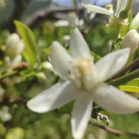 In Our Garden Sardinia 럭셔리텐트 *