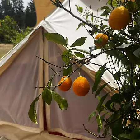 In Our Garden Sardinia - Orange Trees Glamping Tent Capitana